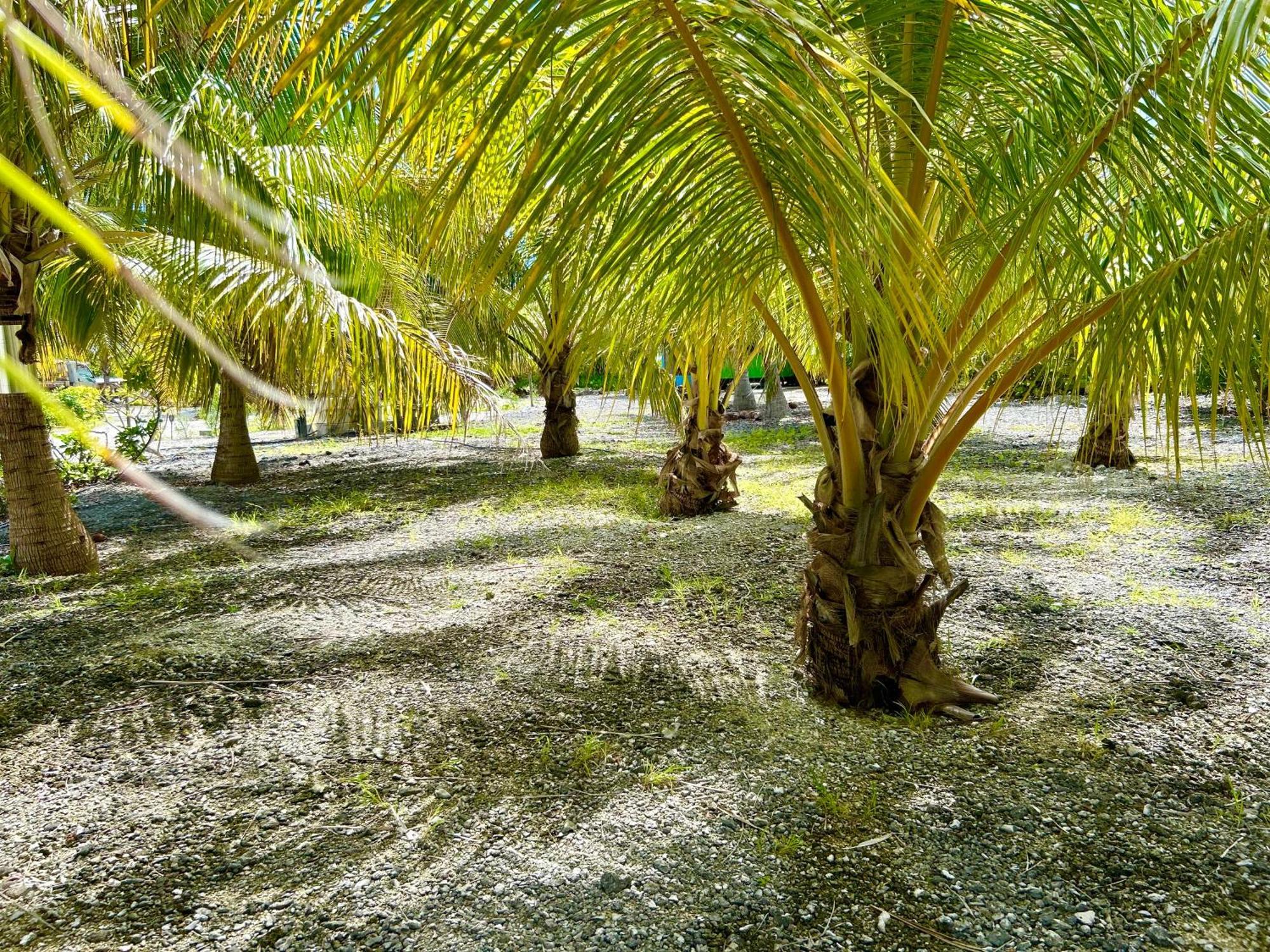 Rangiroa Bliss Hotel Tiputa Екстериор снимка